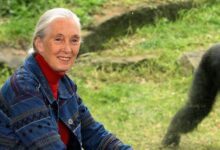 How Did the Beloved Primatologist Die? – Hollywood Life