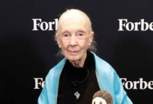 Who Is Jane Goodall? 5 Facts About the Advocate, Her Movies & More – Hollywood Life