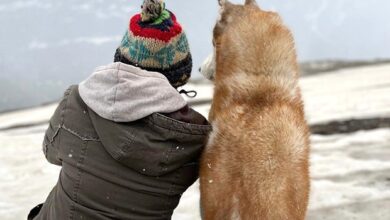 After winning hearts at IFFI 2025, Oslo: A Tail of Promise’s emotional teaser unveiled; watch : Bollywood News