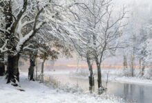 Can Trees Explode in Extreme Cold? About Exploding Trees This Winter – Hollywood Life