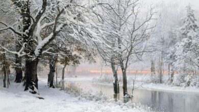 Can Trees Explode in Extreme Cold? About Exploding Trees This Winter – Hollywood Life